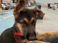 SEVİMLİ ALMAN KURDUMUZA GÜZEL BİR YUVA ARIYORUZ