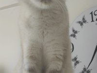 Sahiplendirme british shorthair