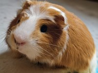 Guinea pigimize acil yuva arıyoruz