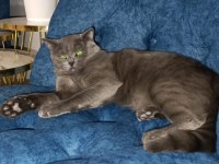 Oyun arkadaşı british shorthair