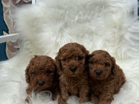 Poodle Yavrusu Arayanlara Özel| Çok Sayıda Seçenek