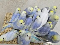 SEZONUN SON MUHABBET BEBEKLERİ AÇIKLAMAYI OKUYUN