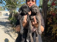 Muhteşem irilikte güçlü cane corso yavrular