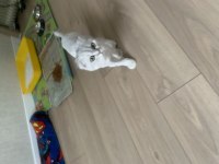 4-5 aylık eğitimli scottish fold kırık kulak