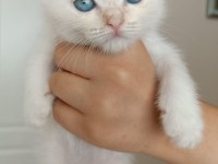 british shorthair yavruları