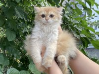 Safkan British Longhair By12 ve Ny12 Yavrular