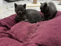 British Shorthair Yavrumuz Yeni Ailesini Arıyor