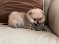 Pomeranian Boo Teddy Bear Orange