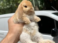 Safkan Hollanda mini ve cüce tavşanlar her yere gönderim