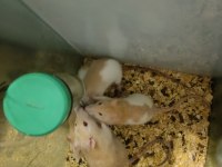 RAT VE LAB FARESİ
