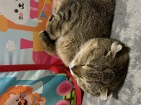 Kırık kulak scottish fold kızımıza yuva