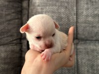 Chihuahua beyaz yavrular