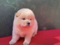 Chow chow yavrularımız için ulaşabilirsiniz çin aslanı