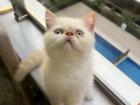 Show kalite ırk garantili exotic shorthair bebeğimiz