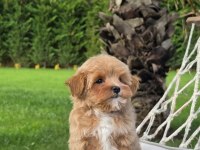 Eğitilebilir Maltipoo Yavruları ile Evinize Neşe Katın