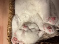 Scottish fold kedimize yeni güzel aileler arıyoruz acil