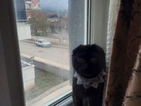 Siyah Scottish fold