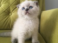 Scottish fold blue point DİŞİ