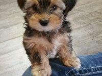 Morkie Köpekler Gelip Görerek Alabilirsiniz