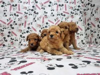 Toy Poodle Yavru Köpekler