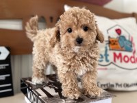 Petmode den Tea cup kore maltipoo yavrumuz
