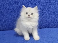 Longhair ponçik yeni yuvasına gitmeye hazırdır