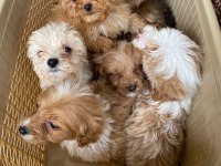 Tatlı maltipoo minikler