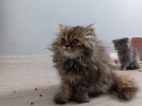 Güzel pamuklarım