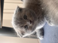 Scottish fold kediler