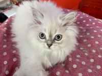 British shorthair minik cana yakın erkek yavrular