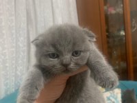 Bristh shorthair ve scotih fold yavrularimiz