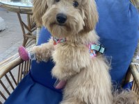 MALTİPOO KÖPEĞİ