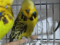 Jumbo ve show muhabbet kuşlar