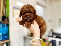 EN SEVİMLİ TOY POODLE YAVRULARI