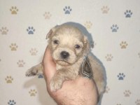 TEACUP ÜST KALİTE MALTİPOO BEBELER