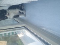 Tekir kedi