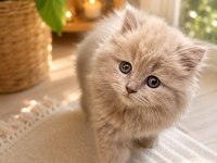 Orijinal Safkan British Longhair