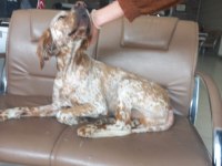 EĞİTİMLİ AV KÖPEĞİ