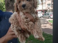 Pet eğitimli poodle yavrular