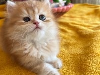 ELİT SAFKAN BRİTİSH DİŞİ KEDİ İSTEYENLERE