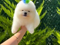 Üst kalite teddy bear garantili pomeranian yavrularım