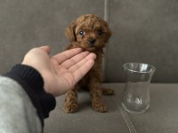 Dişi teacup Kore poodle
