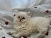 Dişi son kalan yavru british longhair