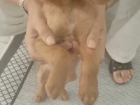 2 aylık dişi poodle