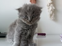 Yavrularımız scottish fold