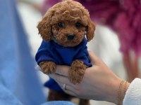 Toy Poodle Bebek Köpeklerimiz
