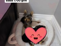 Kilo garantili yorkshire terrier yavrular