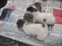 SOKAK KEDİSİ