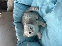 Scottish fold bebekler yeni yuvalarına teslime hazır.