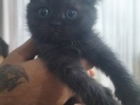 Scottish fold ve british yavru